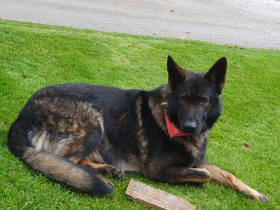 Bild 82 aus  Madritschhof