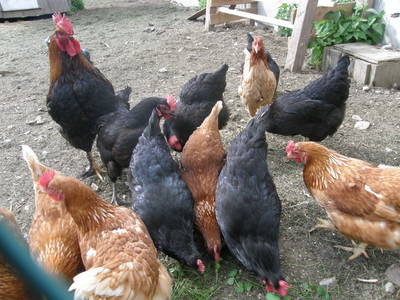 Bild 16 aus  Romantische Ferienwohnung