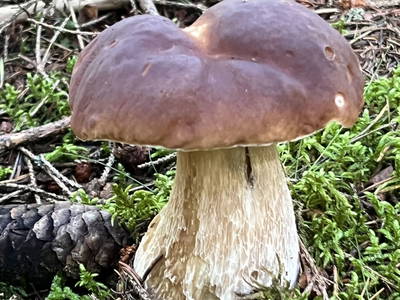 Bild 85 aus  Madritschhof