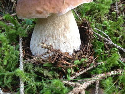 Bild 135 aus  Biohof Seidl