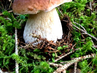 Bild 48 aus Biohof Seidl