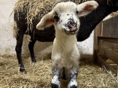 Bild 28 aus  S'Landhäuschen