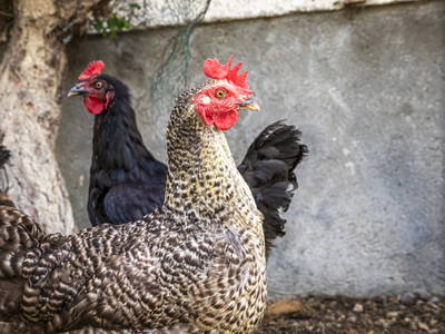 Bild 18 aus  Maierlehen