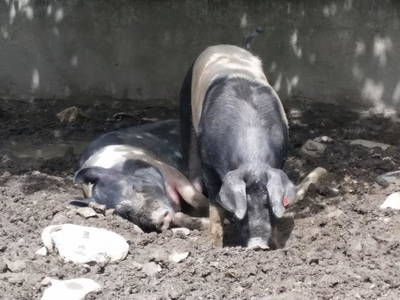 Bild 31 aus  Gesundheitsbauernhof