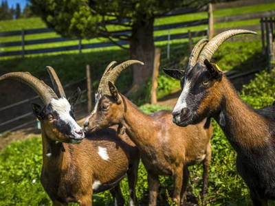 Bild 109 aus  Oberegghof