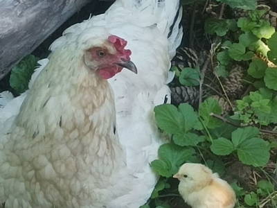 Bild 40 aus  Ferienhaus Weinmeyer 