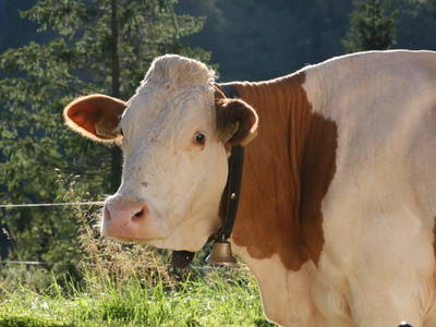 Bild 45 aus  Mesnerhof