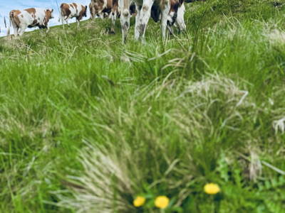 Bild 172 aus  Erbhof Hinting + Appartementhaus Hinting