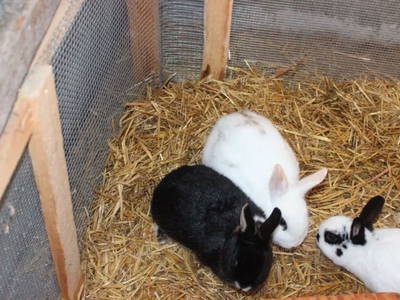 Bild 7 aus  Landhof Orf