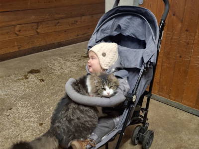 Bild 78 aus  Pferdehof Oberegg