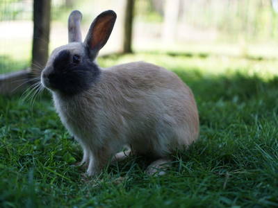 Bild 152 aus  Bauernhof Bertsch