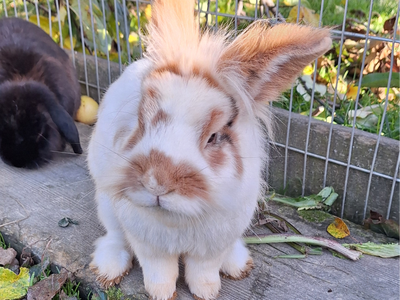 Bild 24 aus  Ausserraingut