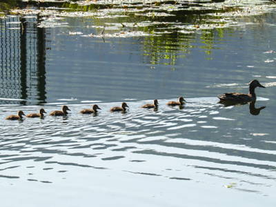 Bild 14 aus  Lodge am Wasser