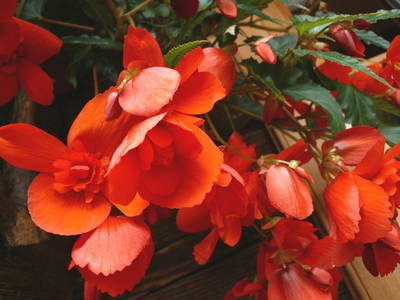 Bild 48 aus  Hacklbauer