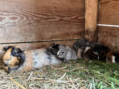 Bild 21 aus  Pension Eichenhof , Räderloh