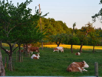 Die Kühe des Nachbarn grasen hinter unserem Haus