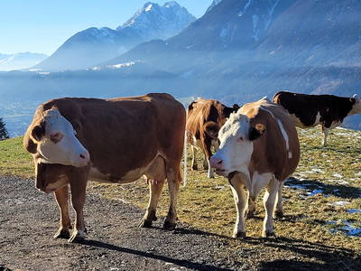 Bild 54 aus  Baby und Kinderbauernhof Happmannhof