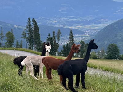 Bild 20 aus  Ferienwohnung Wallner