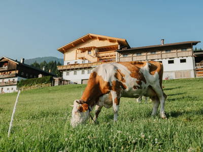 Bild 9 aus  Hattlerhof