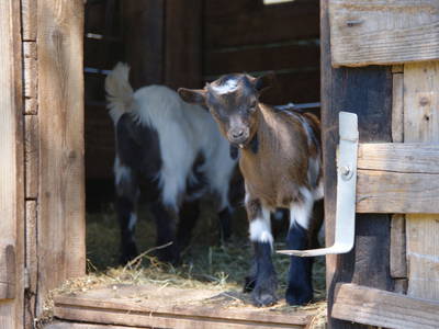 Bild 41 aus  Albachhof