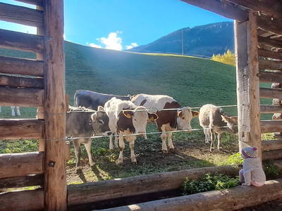 Bild 75 aus  Hartlgut