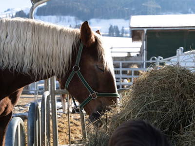 Bild 81 aus  Chalet Steinerner Meerblick