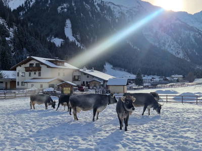 Bild 102 aus  Alfaierhof & Bergheimat