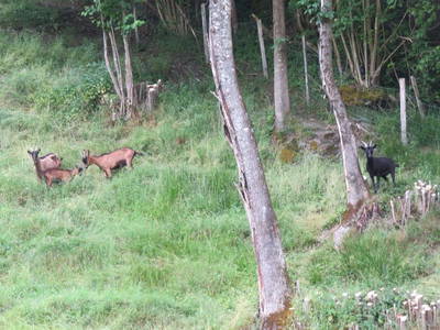 Bild 72 aus  Landhaus Dorfer - Obergollegg