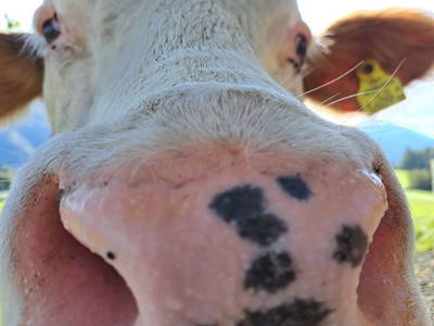 Bild 31 aus  Prechtlerhütte