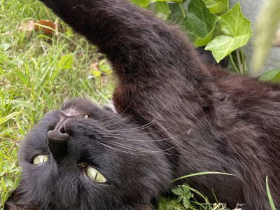 Bild 82 aus  Ferienhaus Oberpremgut