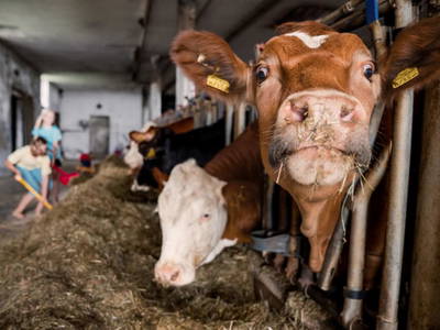 Bild 94 aus  Grainmeister