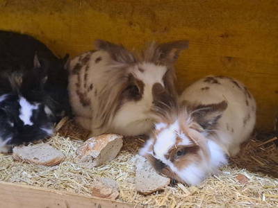 Bild 96 aus  Hartlgut