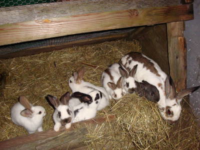 Bild 36 aus  Tobelmühlhof