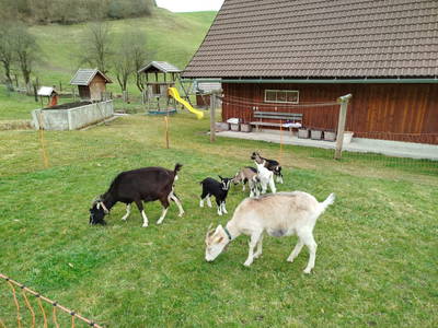 Bild 26 aus  Oberrehau