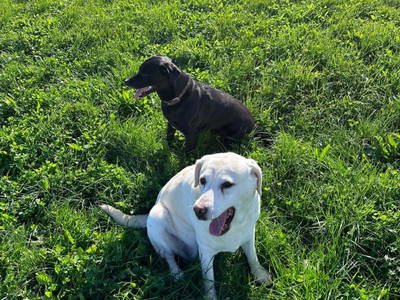 Bild 202 aus  Vitalhof Roithinger