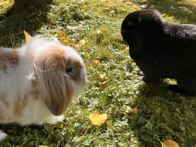 Bild 93 aus  Spöttlinghof