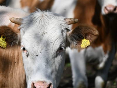 Bild 12 aus  Ferienwohnung Feistritzer Holdernig