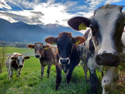 Bild 35 aus  Prechtlerhütte