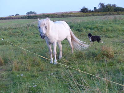 Bild 34 aus  Grenzer Ökohof