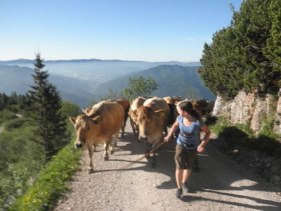 Bild 53 aus  Michlbauer