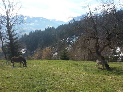Bild 64 aus  Bauernhaus Gschwandner