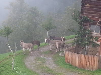 Bild 70 aus  Bauernhaus Gschwandner