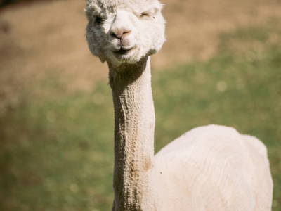 Bild 38 aus  St. Annahof