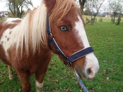 Bild 54 aus  Bauernhof Hofmayer