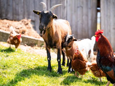 Bild 80 aus  Ferienhof Ederbauer