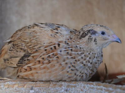 Bild 90 aus  Oberegghof