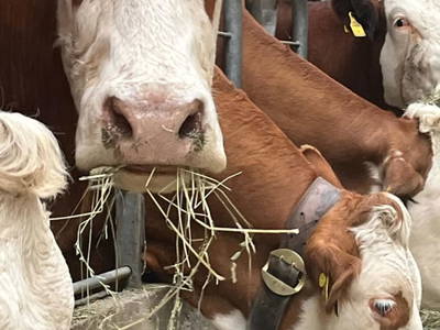 Bild 47 aus  Ascherhof