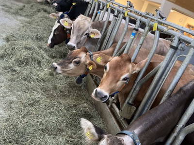 Bild 73 aus  Schusterhof