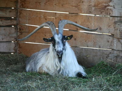 Bild 133 aus  Kaspergut