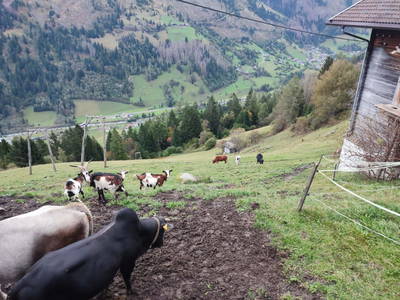 Bild 107 aus  Schlosswirt Chalets